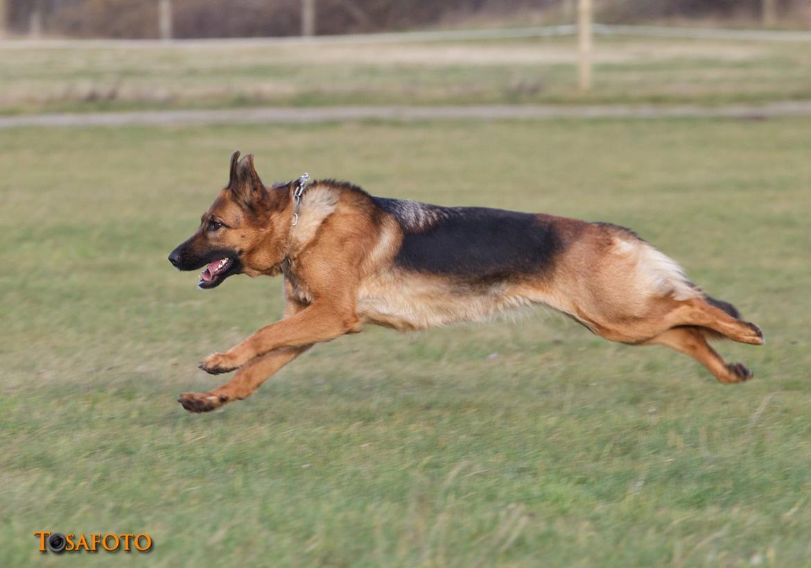 Schæferhund Sifirik's Bellis billede 11