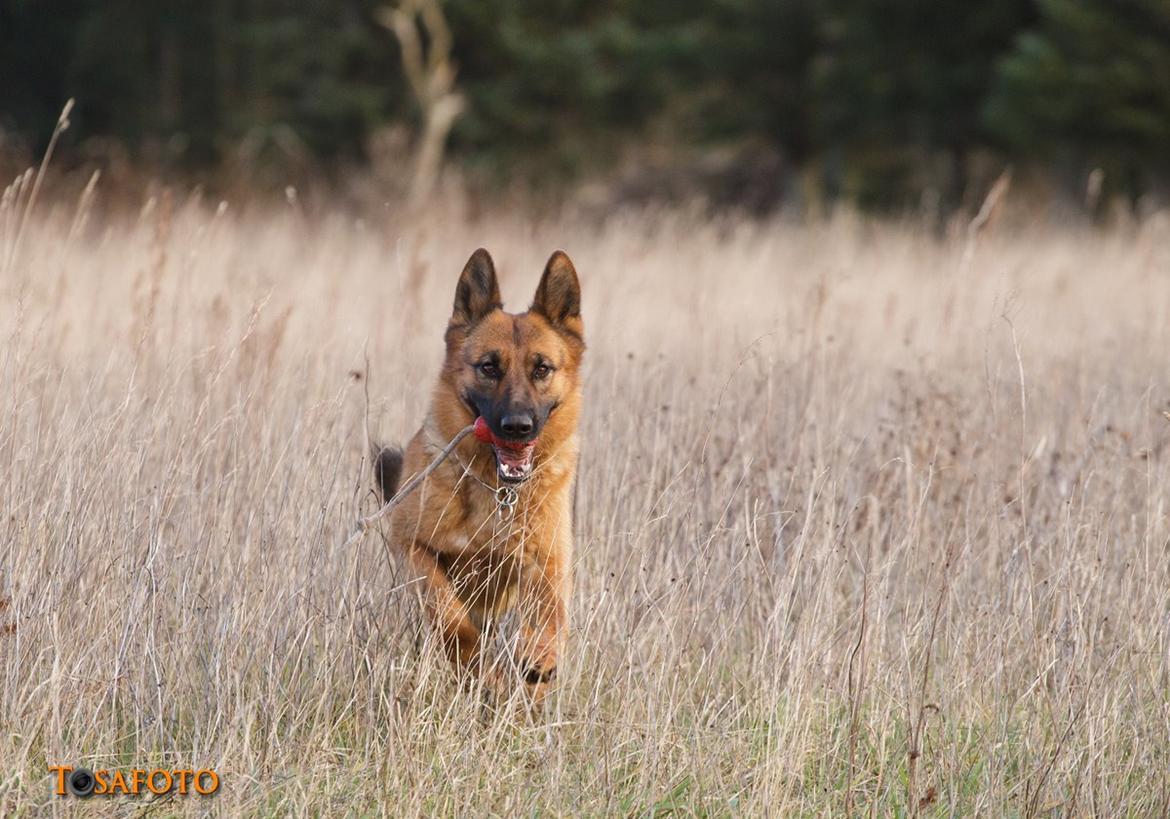 Schæferhund Sifirik's Bellis - Bellis, 2,5 år gammel.
december 2013. billede 8