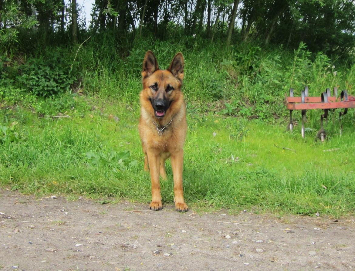 Schæferhund Sifirik's Bellis billede 19