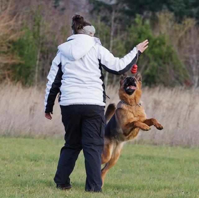 Schæferhund Sifirik's Bellis billede 20