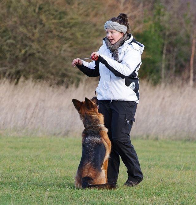 Schæferhund Sifirik's Bellis billede 21