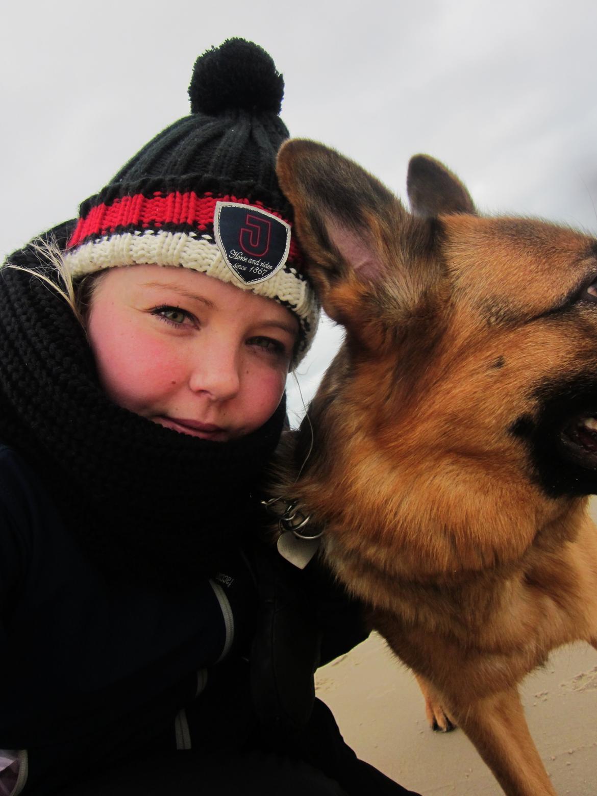 Schæferhund Sifirik's Bellis billede 22
