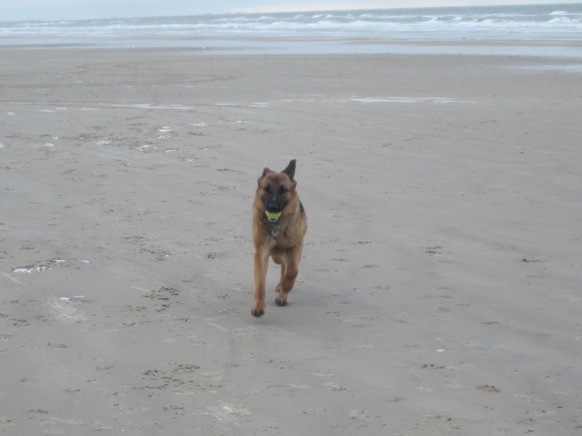 Schæferhund Sifirik's Bellis billede 23