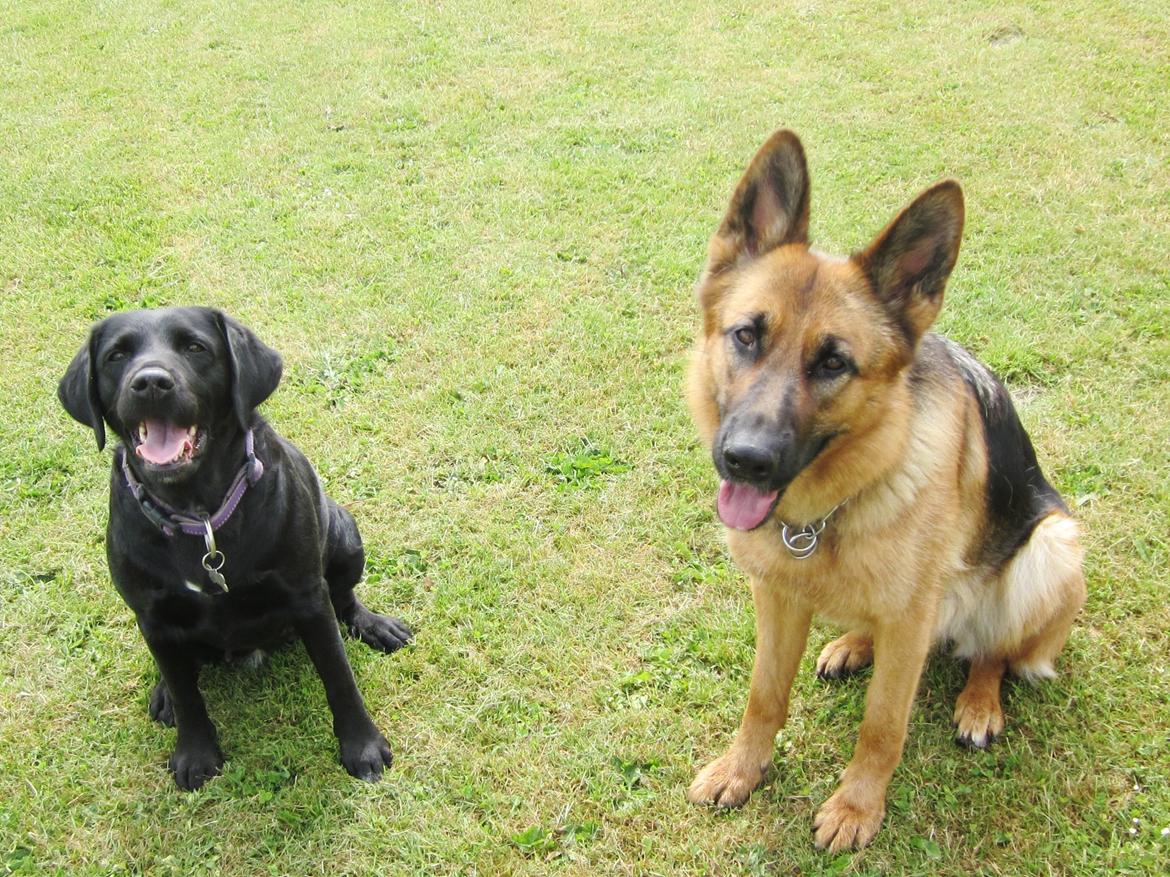 Schæferhund Sifirik's Bellis billede 24