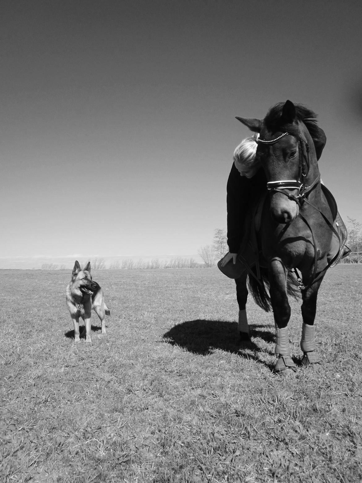 Schæferhund Sifirik's Bellis billede 17