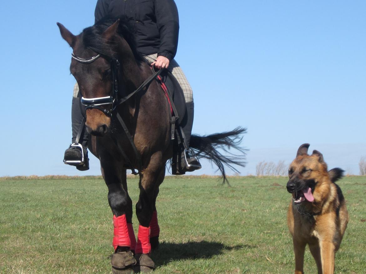 Schæferhund Sifirik's Bellis billede 25