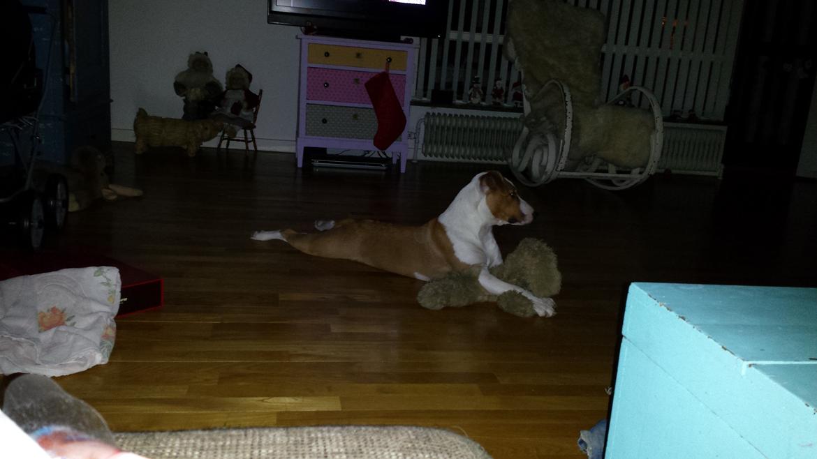 Blanding af racer Vega billede 31