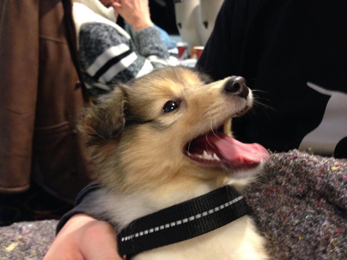 Shetland sheepdog Mille billede 2