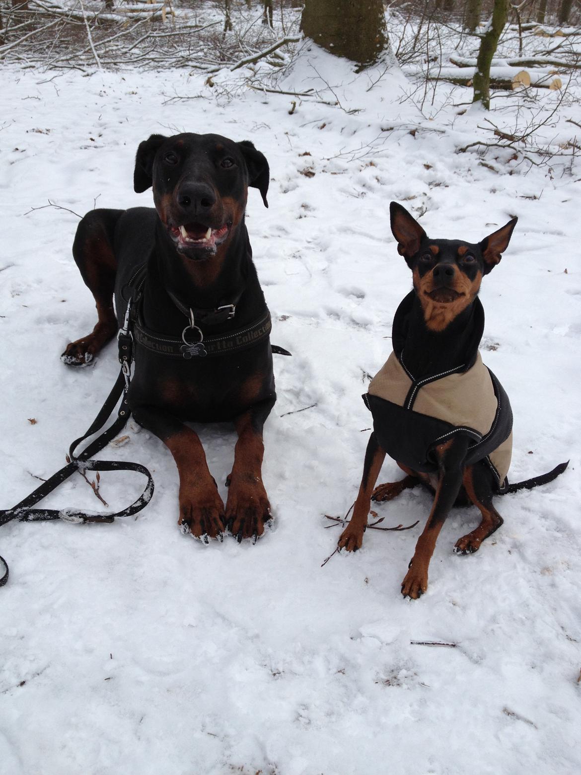 Dvaergpinscher Mille billede 9