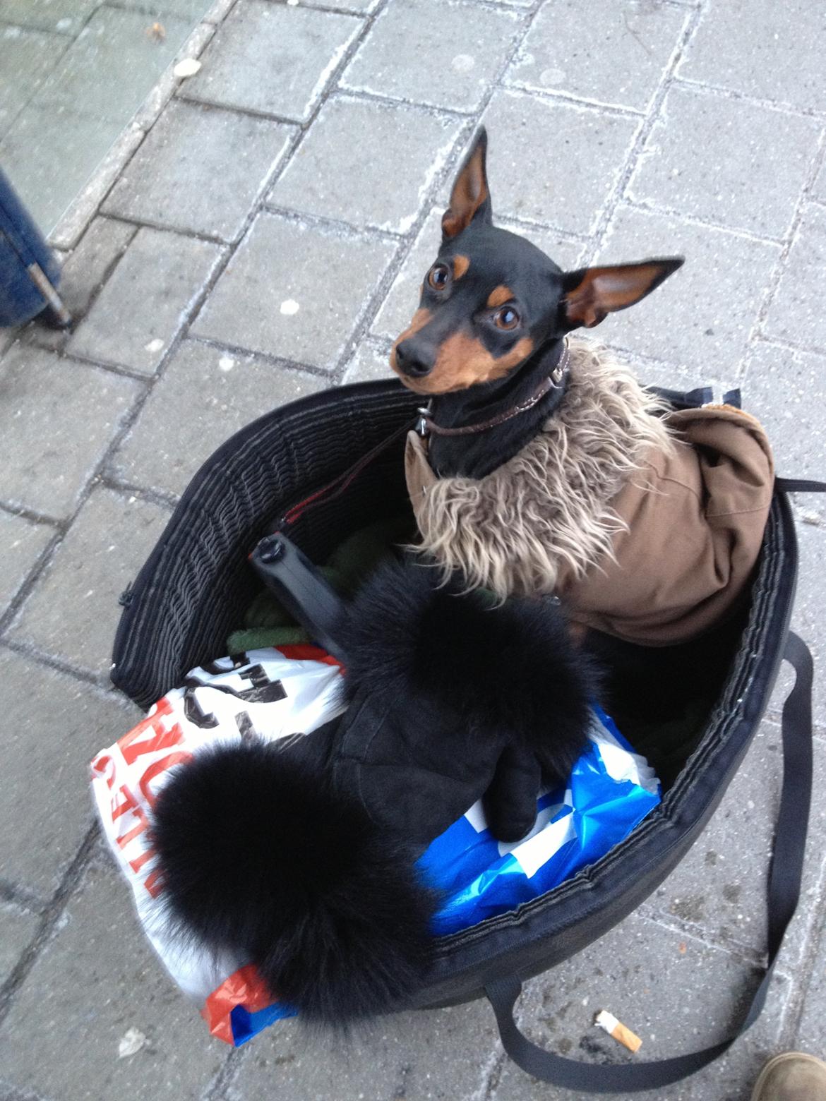 Dvaergpinscher Mille - Mille er pakket og klar parat til bussen kommer billede 10