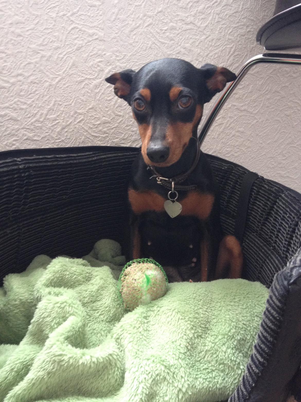 Dvaergpinscher Mille - Sådan ser den lille tyv ud når hun bliver taget i noget hun godt ved ikke er helt lovligt.. Ups billede 12