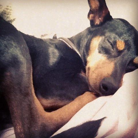 Dvaergpinscher Mille billede 13