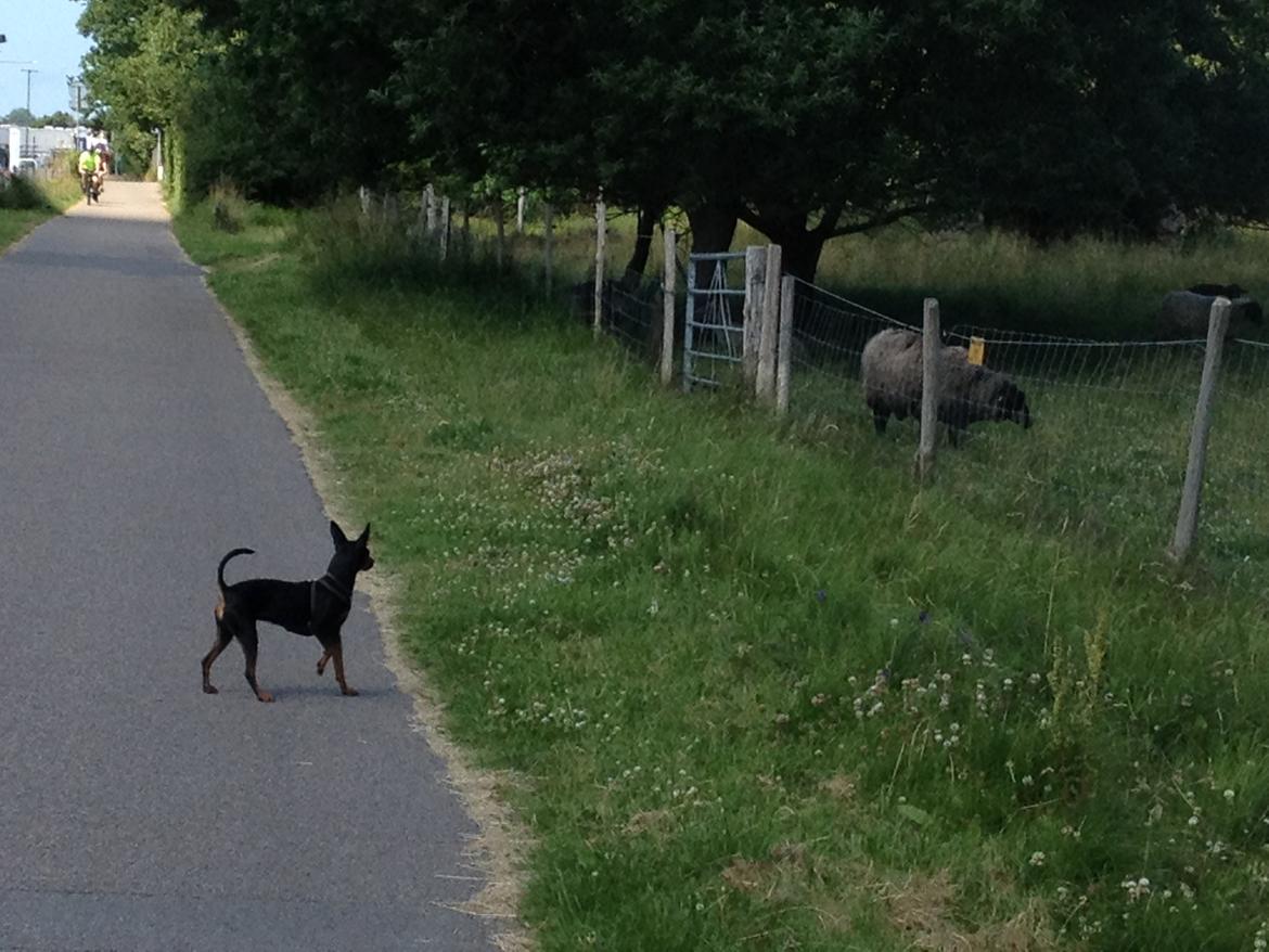 Dvaergpinscher Mille billede 14