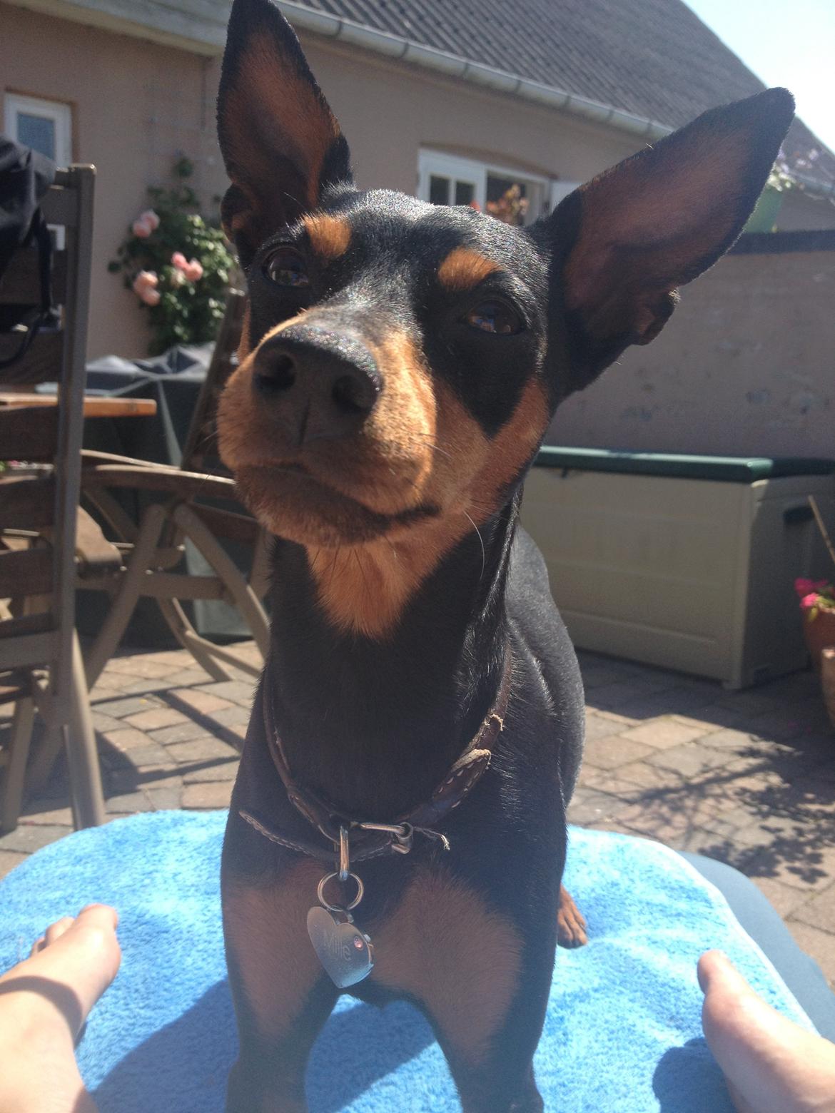 Dvaergpinscher Mille billede 15