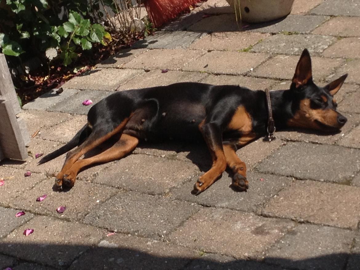 Dvaergpinscher Mille billede 16