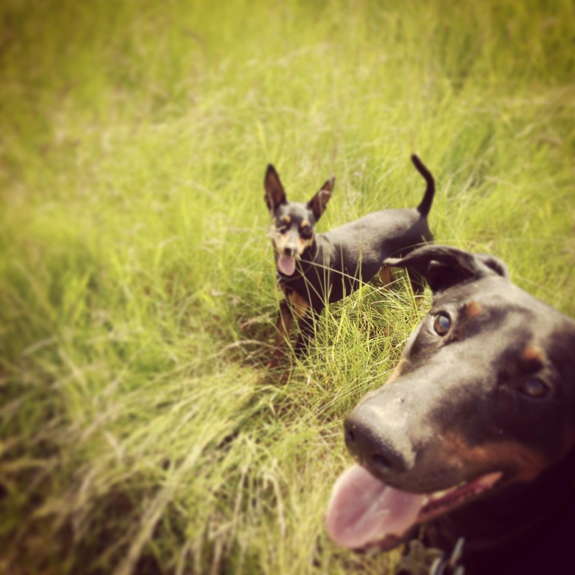 Dvaergpinscher Mille billede 19