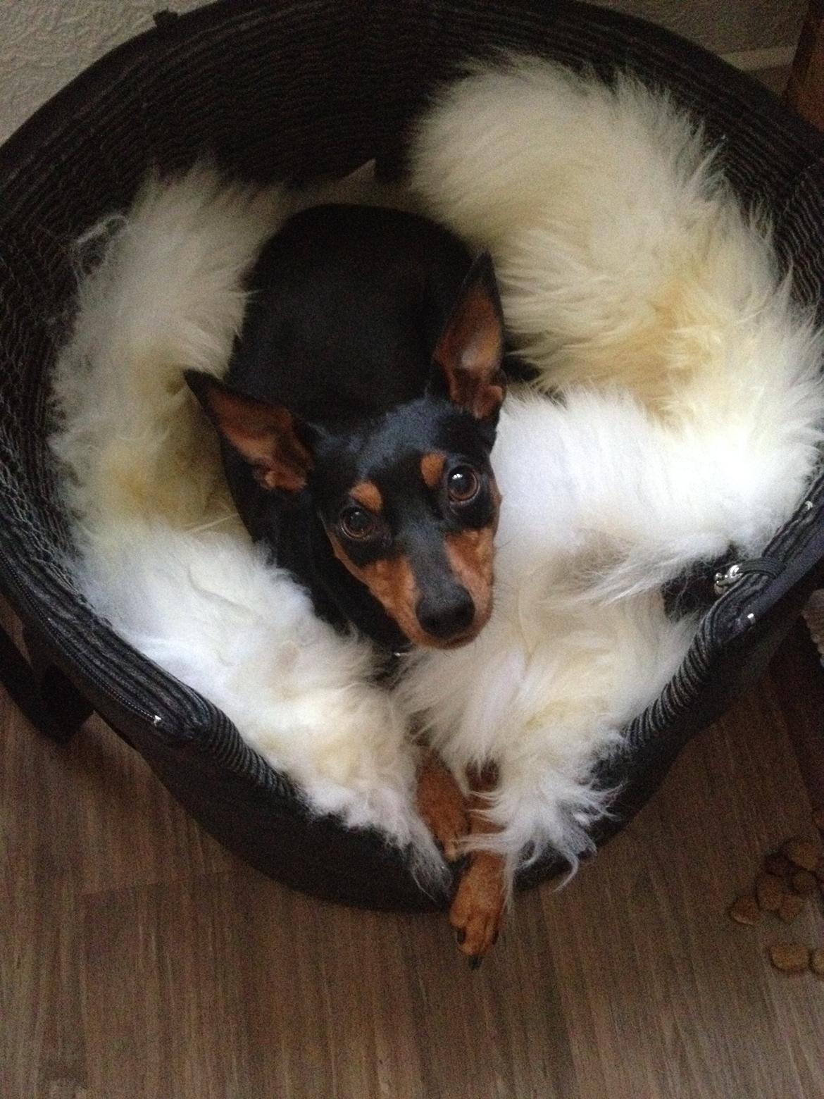 Dvaergpinscher Mille billede 1