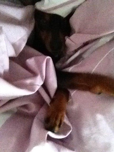 Dvaergpinscher Mille billede 20