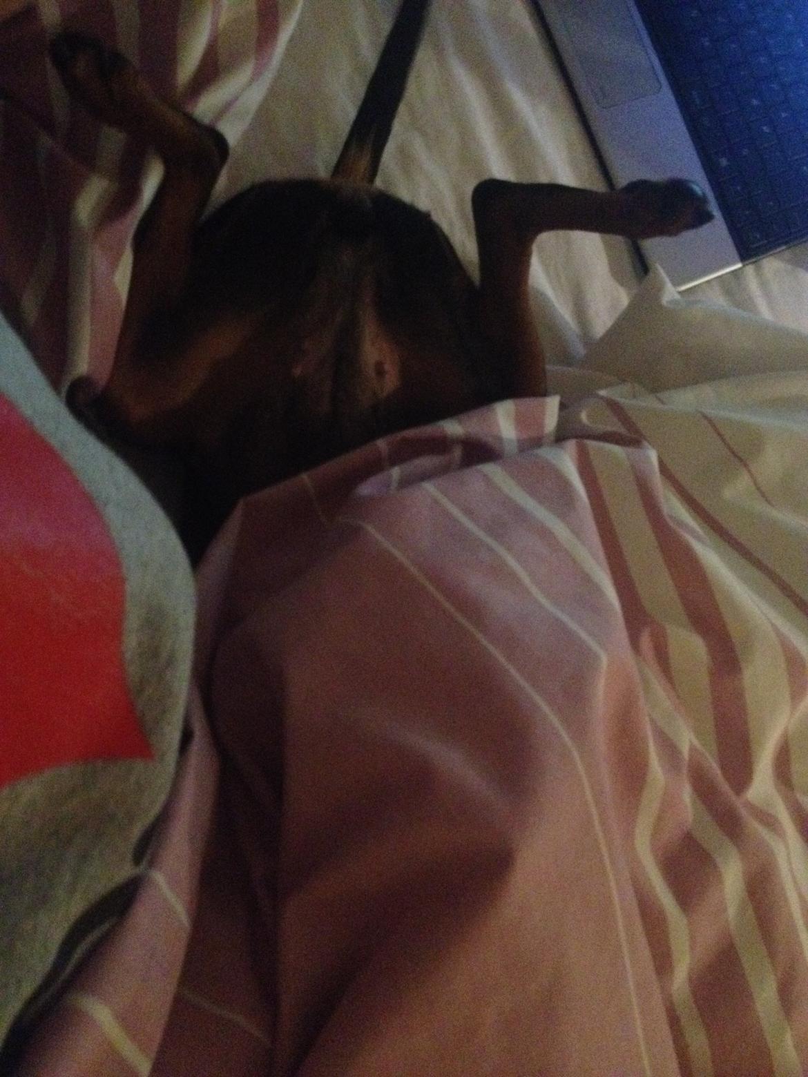 Dvaergpinscher Mille billede 21