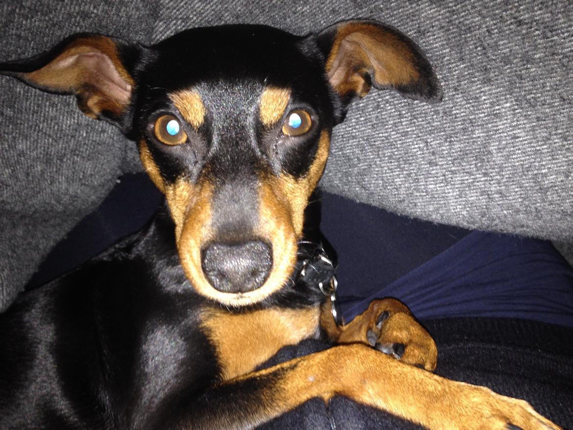 Dvaergpinscher Mille billede 23