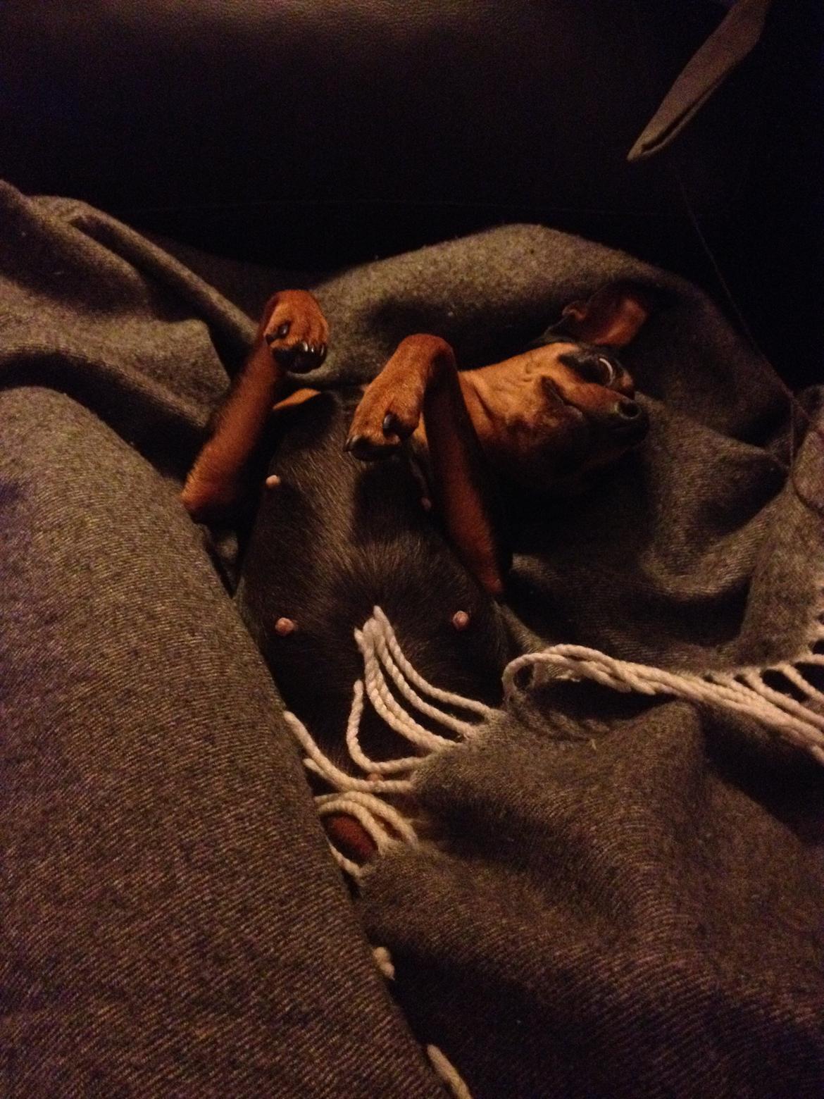 Dvaergpinscher Mille billede 24