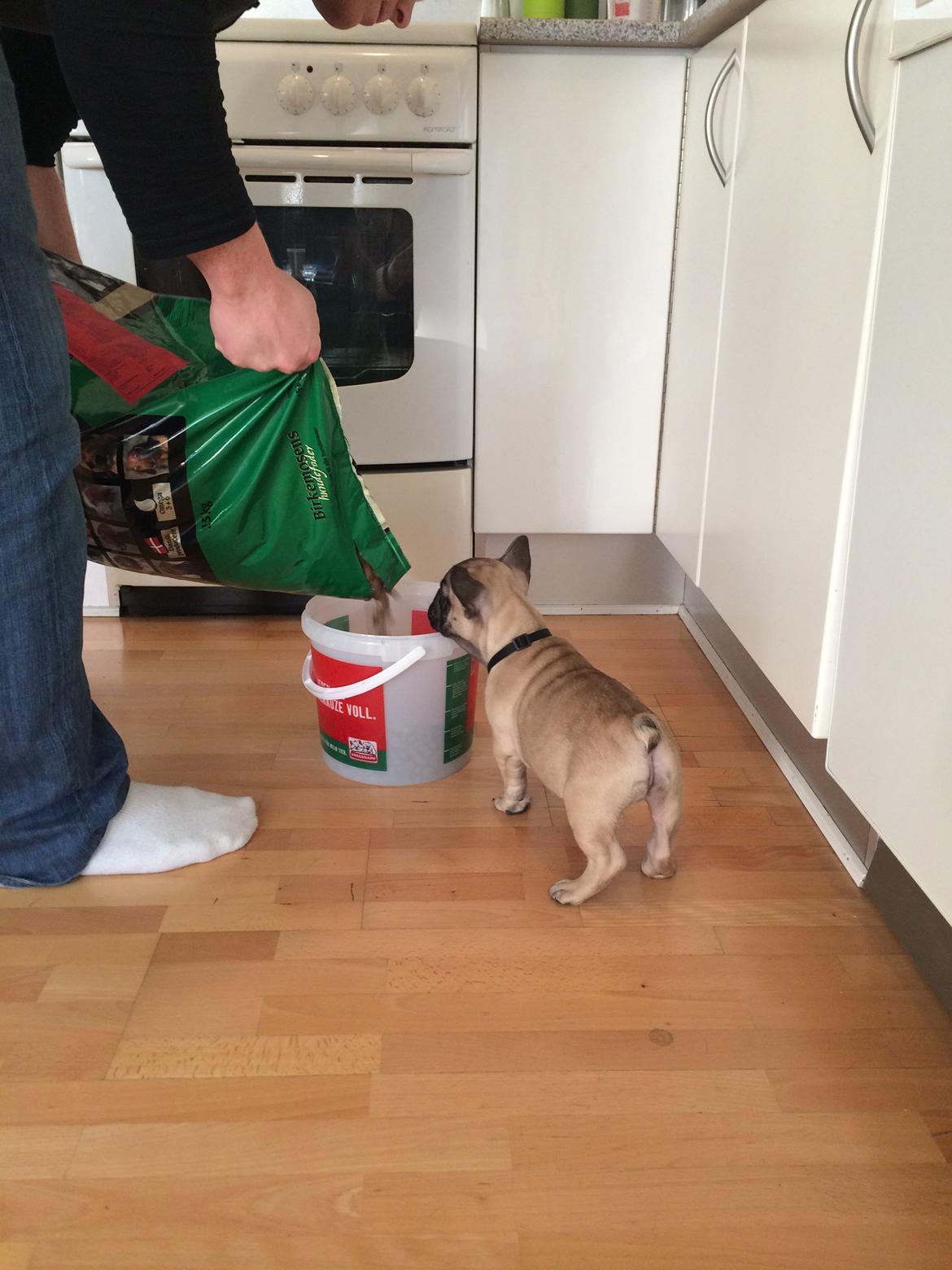 Fransk bulldog Polle billede 8