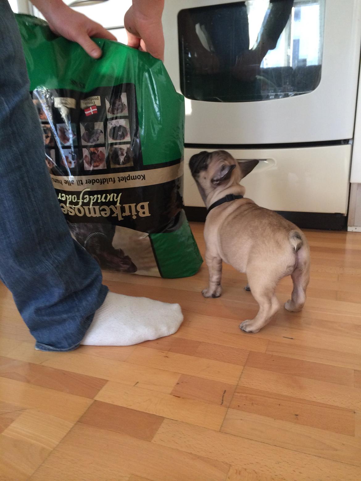 Fransk bulldog Polle billede 9