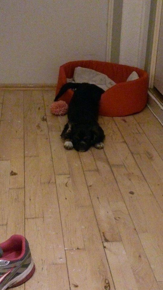 Blanding af racer Bella billede 15