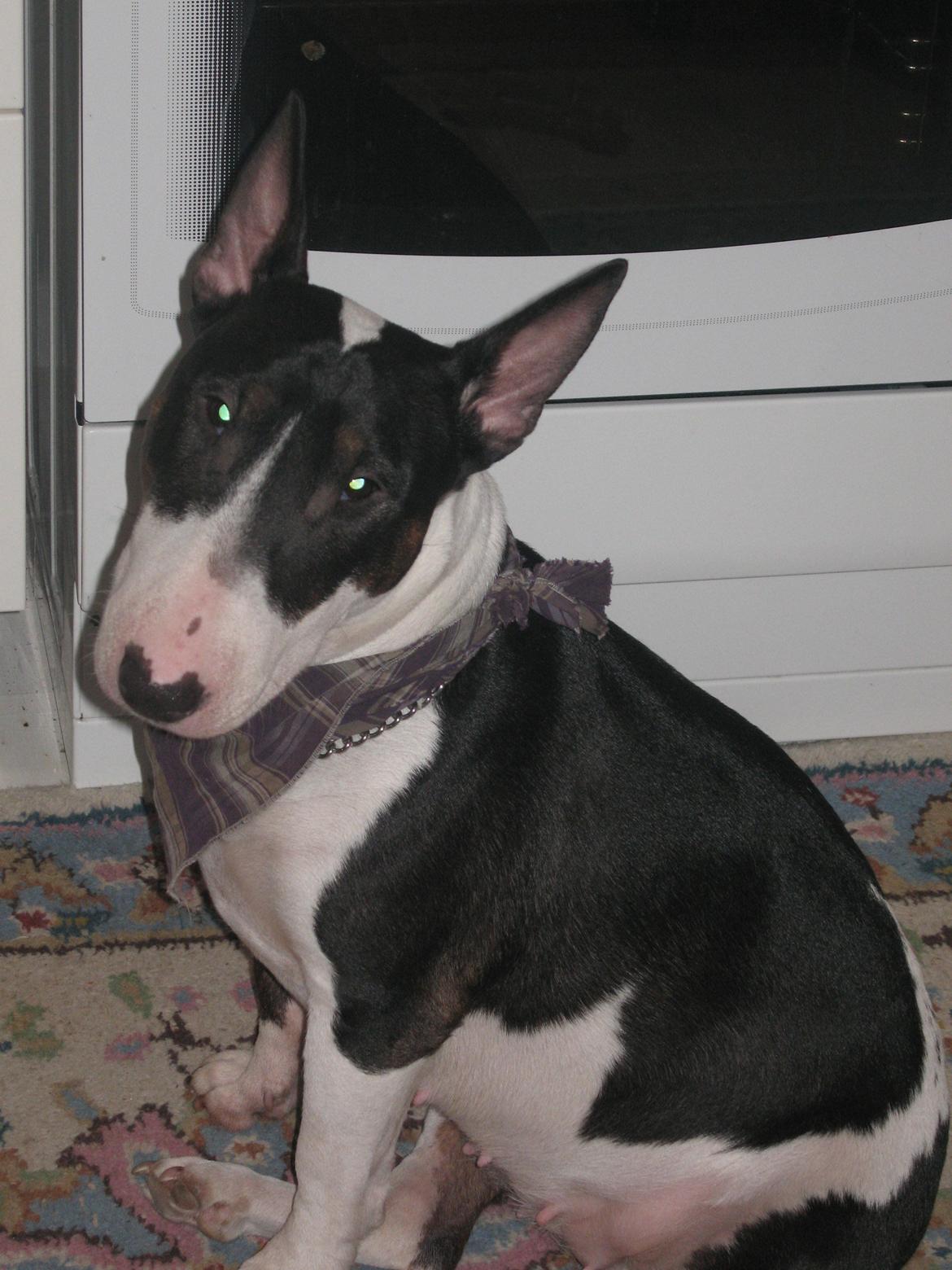 Bullterrier Fie  *Arissa' billede 1