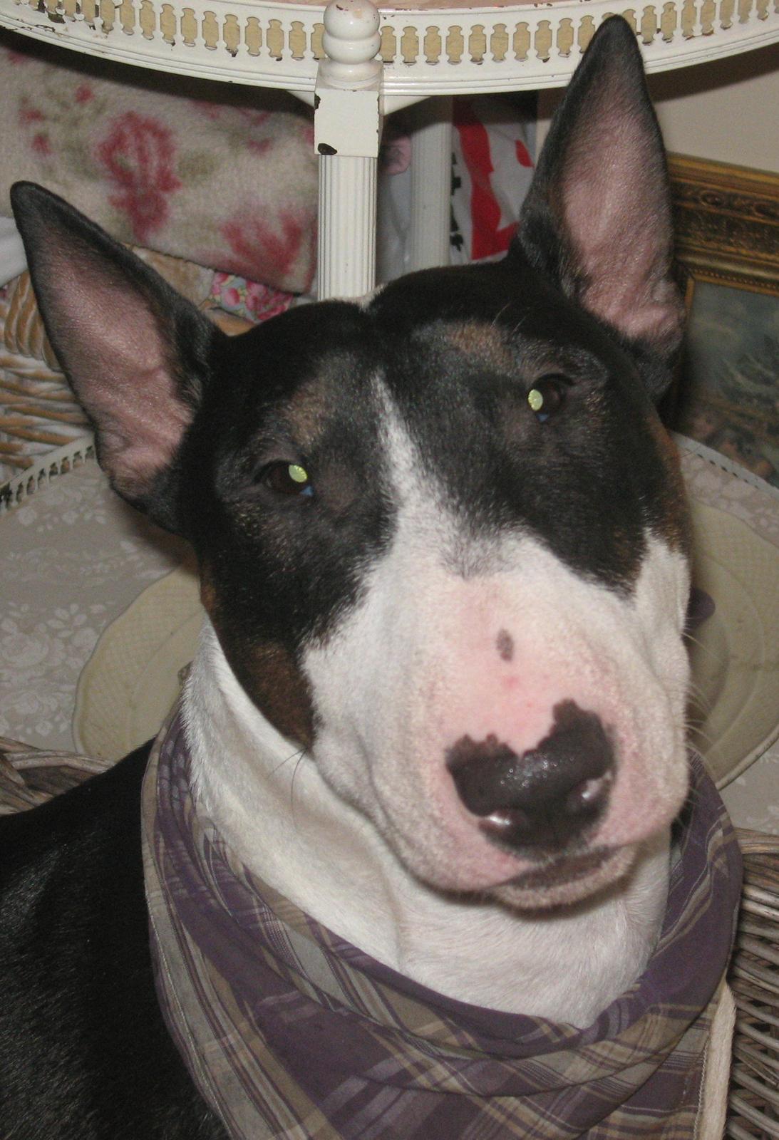 Bullterrier Fie  *Arissa' billede 2