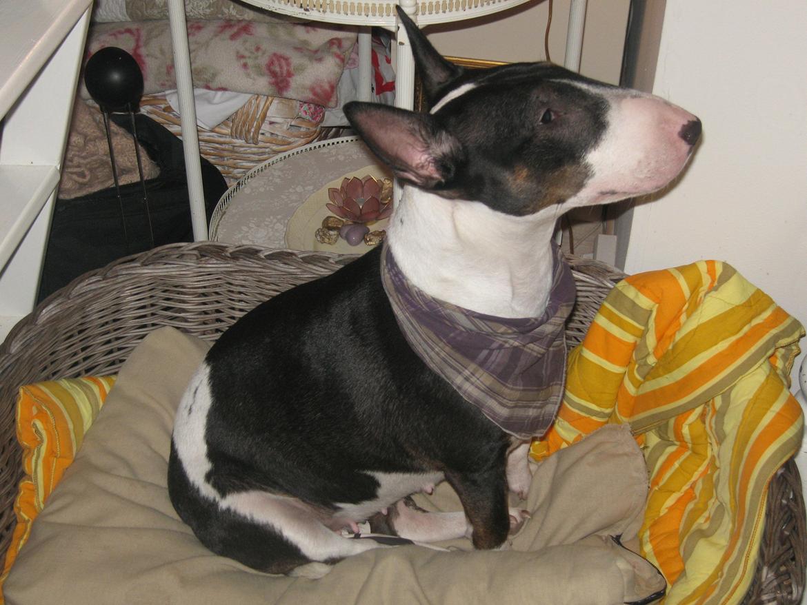 Bullterrier Fie  *Arissa' billede 3
