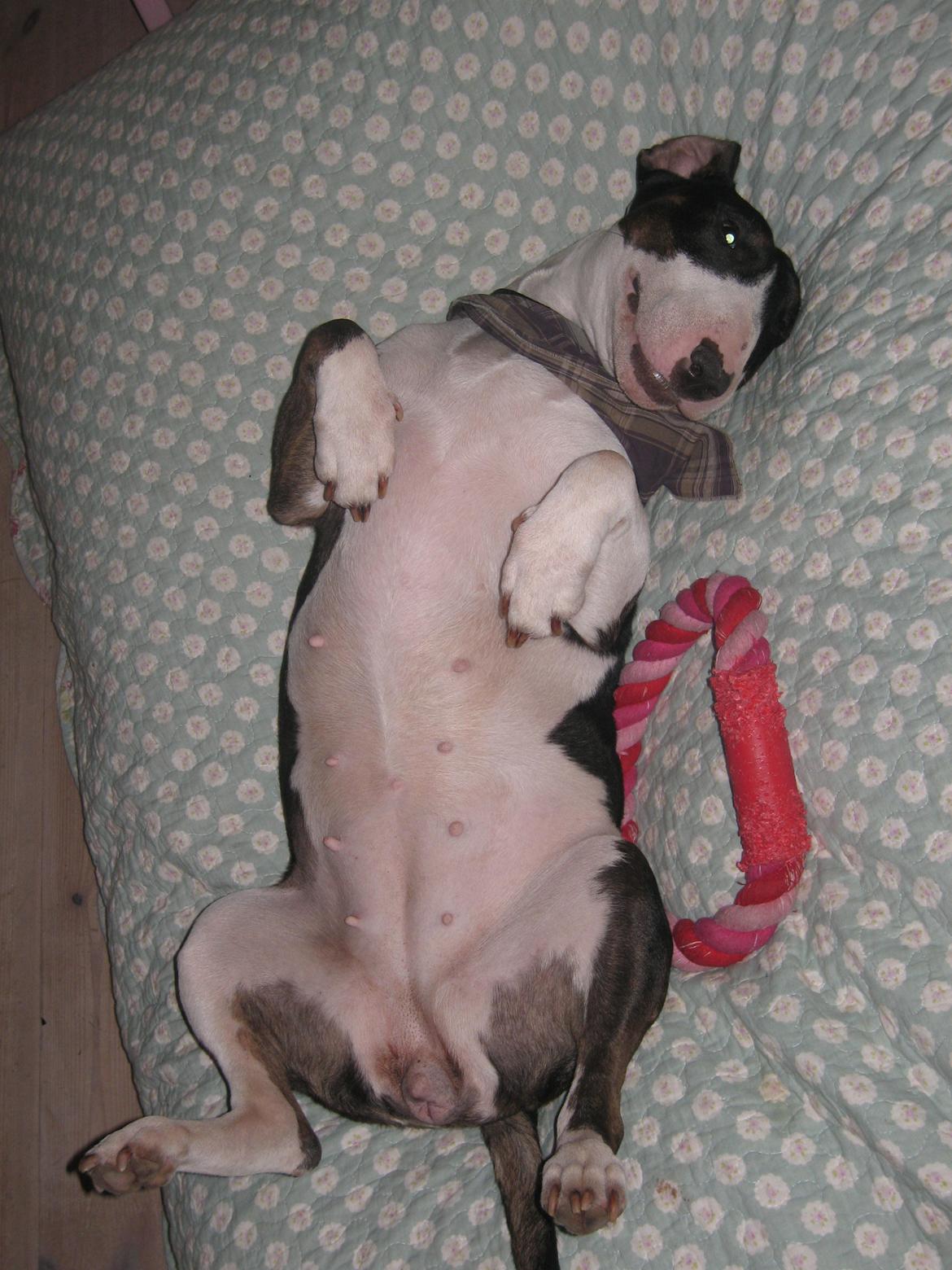 Bullterrier Fie  *Arissa' billede 4