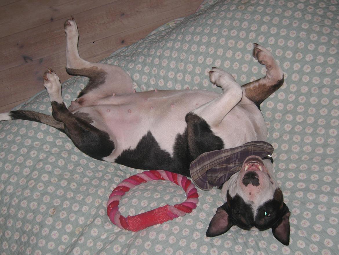 Bullterrier Fie  *Arissa' billede 5