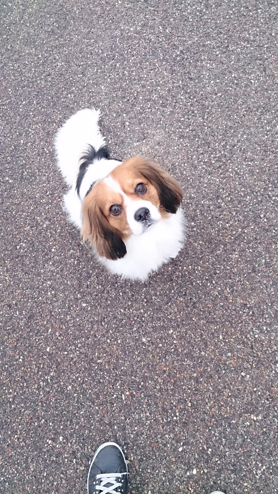 Blanding af racer Zenta(himmelhund) billede 15