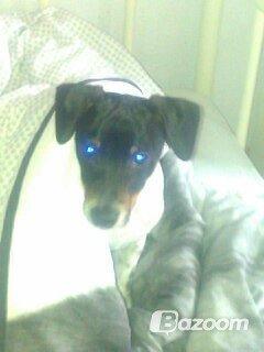 Dansk svensk gaardhund Balder billede 3