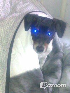 Dansk svensk gaardhund Balder billede 4