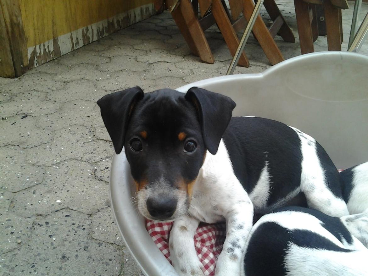 Dansk svensk gaardhund Balder billede 5