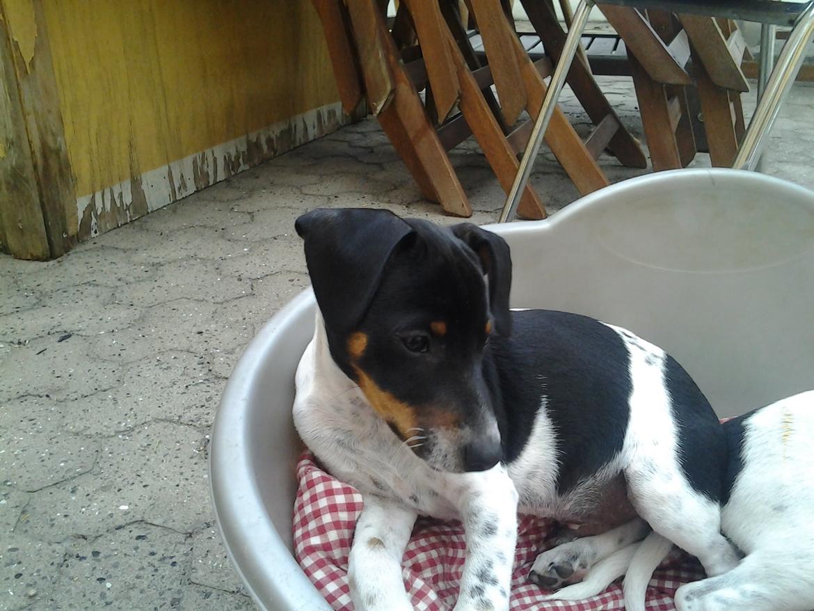 Dansk svensk gaardhund Balder billede 6