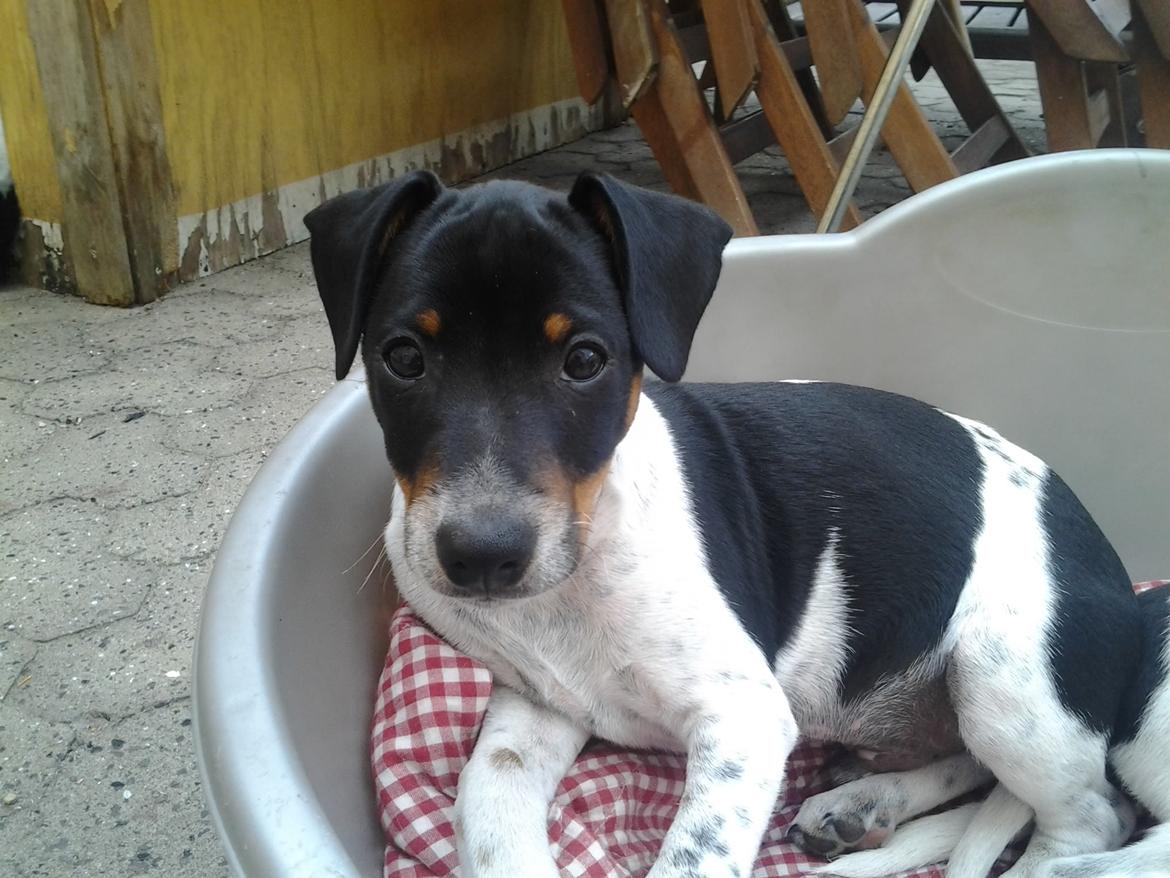 Dansk svensk gaardhund Balder billede 7