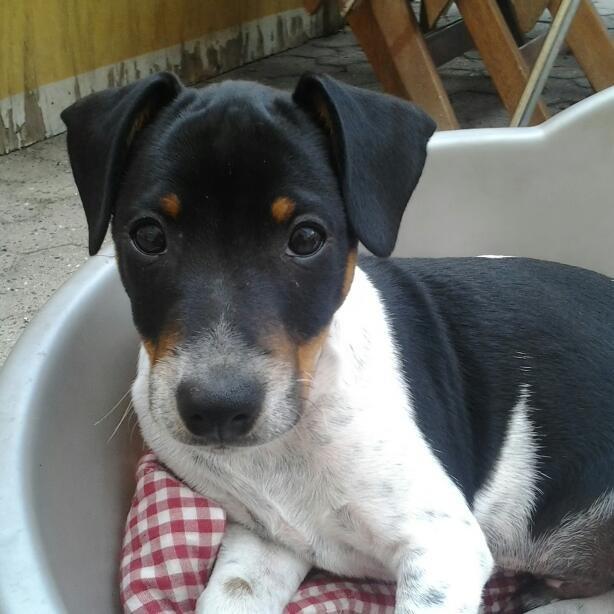 Dansk svensk gaardhund Balder billede 8