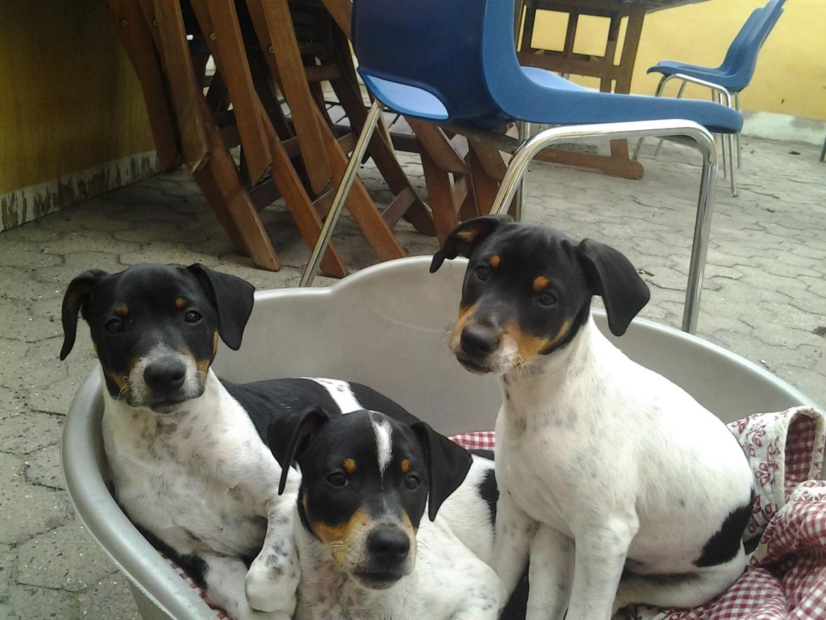 Dansk svensk gaardhund Balder billede 9