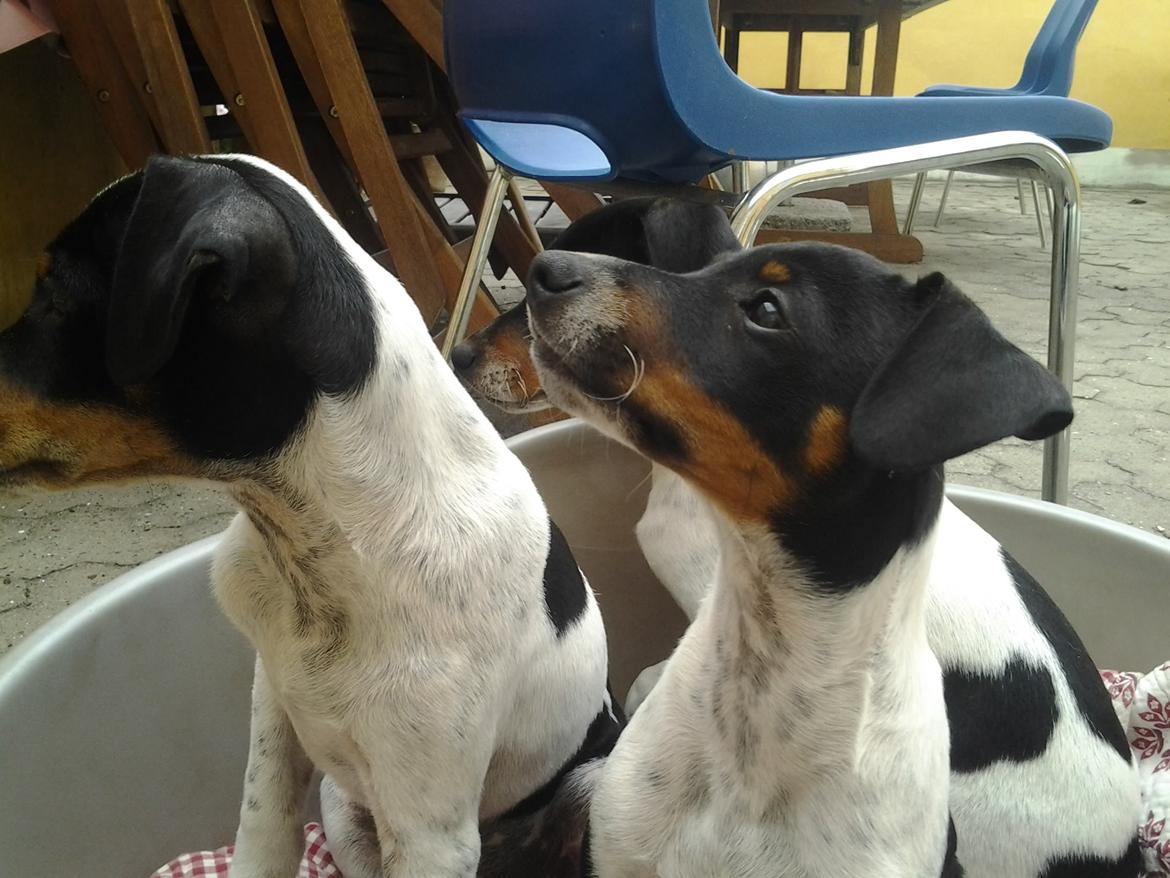 Dansk svensk gaardhund Balder billede 10