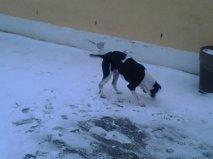 Dansk svensk gaardhund Balder billede 11