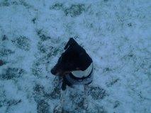 Dansk svensk gaardhund Balder billede 2