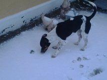 Dansk svensk gaardhund Balder billede 12