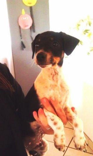 Dansk svensk gaardhund Balder billede 1