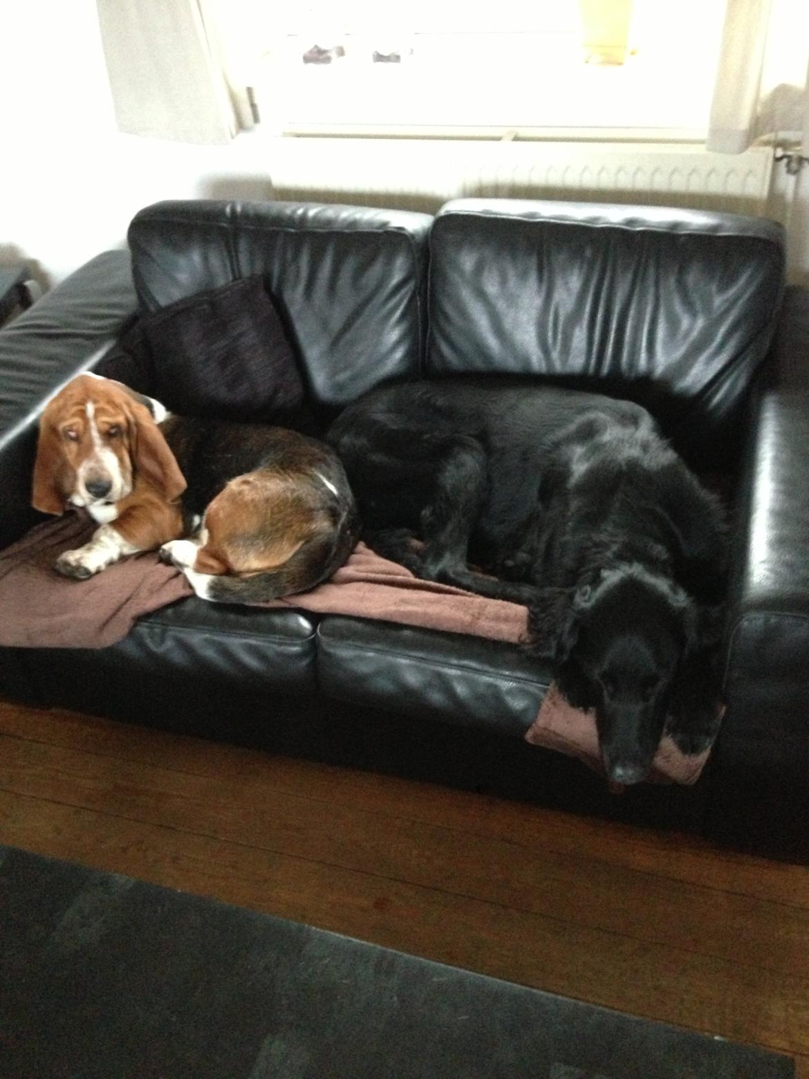 Flat coated retriever Walther billede 12