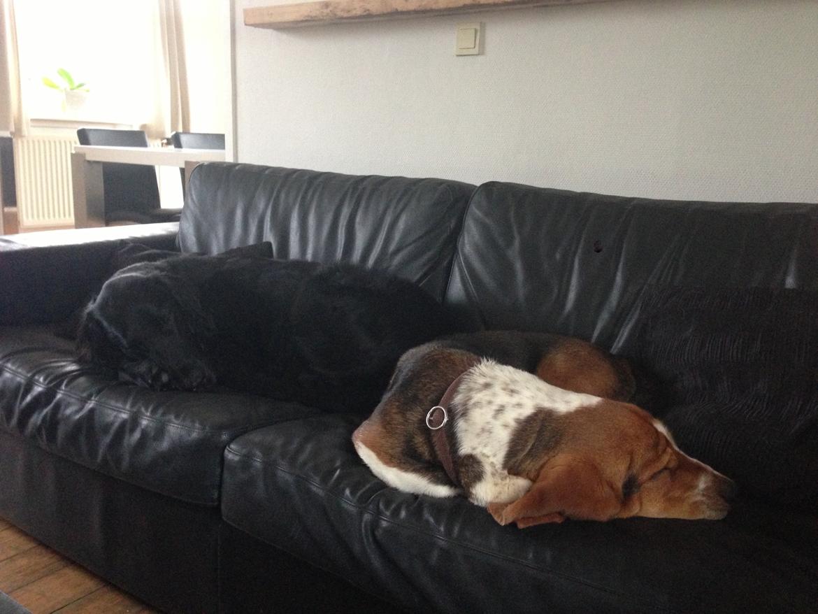 Flat coated retriever Walther billede 13