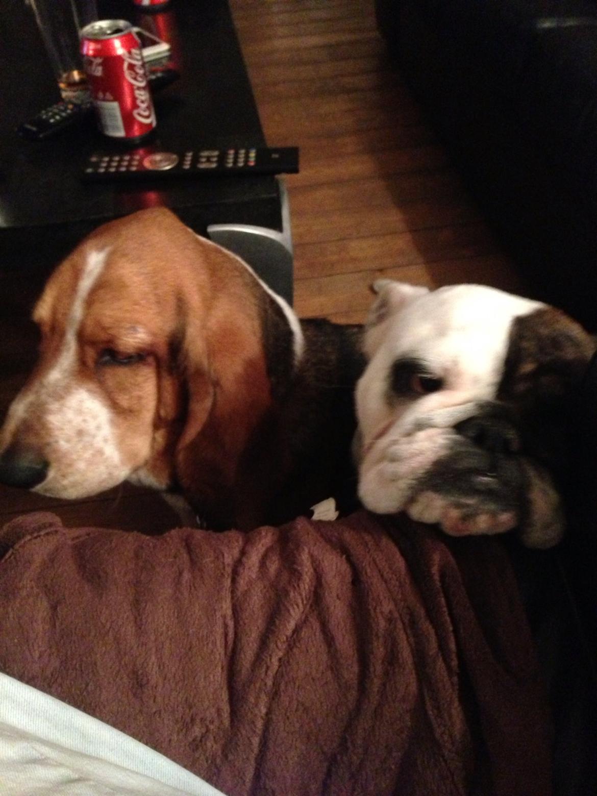 Engelsk bulldog Karla billede 11