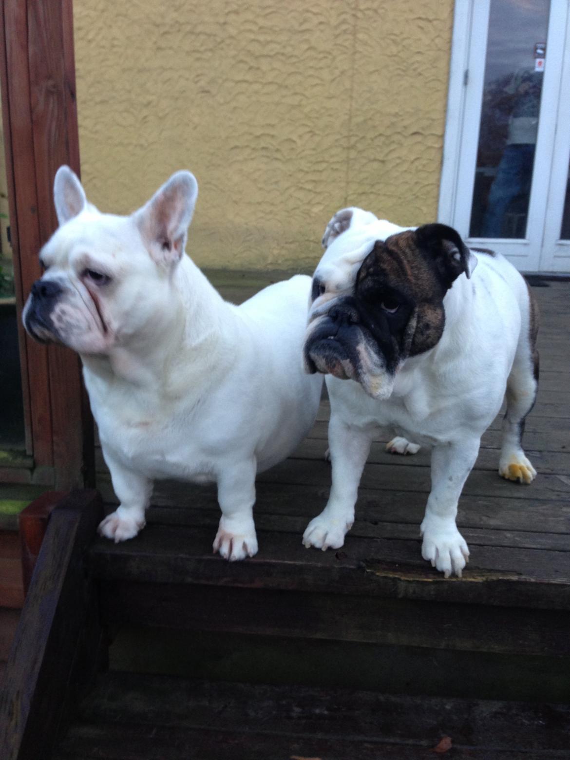 Engelsk bulldog Karla billede 12